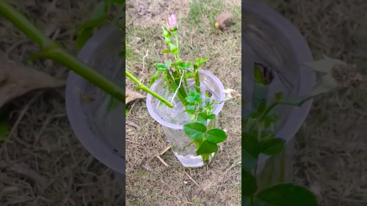 rose cutting grow in water #shorts #trending #youtubeshorts #gardening #rose #viral #greennature rose cutting grow in water #shorts #trending #youtubeshorts #gardening #rose #viral #greennature