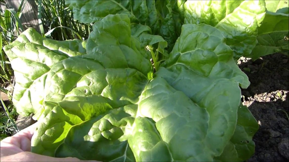 MORE Garden Tips and Tender Leafy Goodness MORE Garden Tips and Tender Leafy Goodness