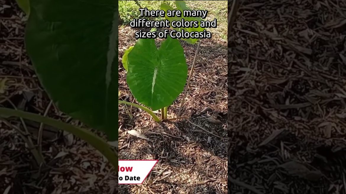 #shorts Add This Plant To Your Edible Landscape # 8 of 9