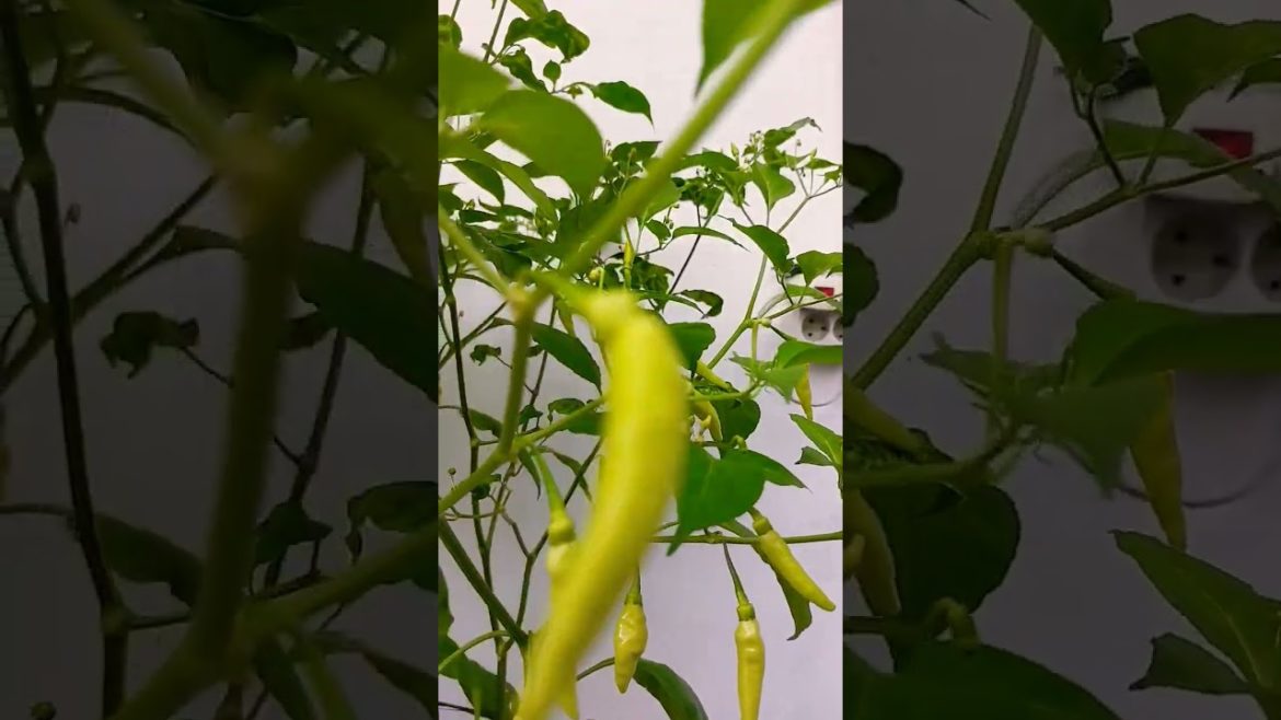 CAPLAK SUPER 1 POT 4 POHON