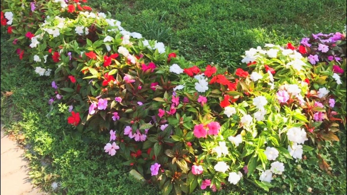 Garden for Backyard and Landscape Desing Idea 2019 | Flower decoration #3