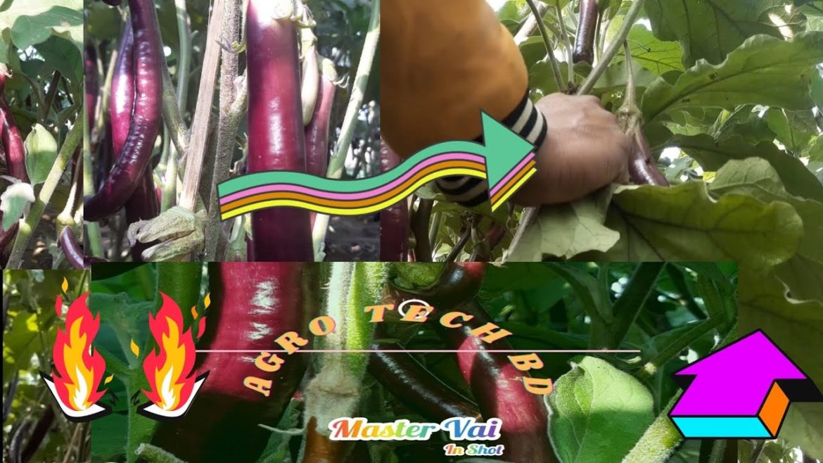 Pruning eggplant /Brinjal Pruning of eggplant/Brinjal