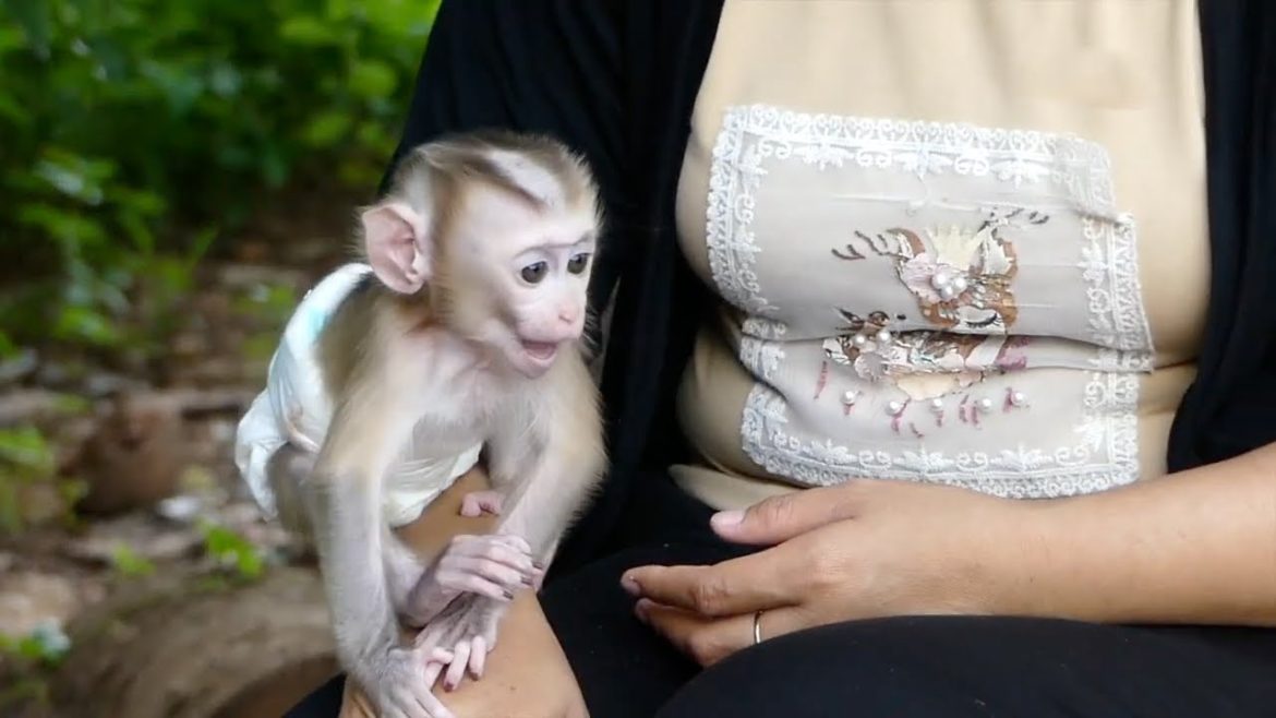 Harry Very Joyful Hops Playing In Front Yard At Small Garden