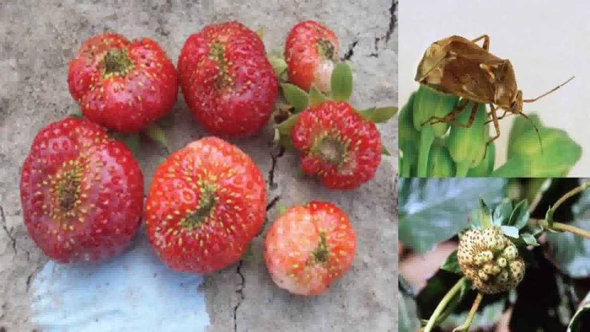 6/03/16 Early June Garden Tips on 'Across The Fence'