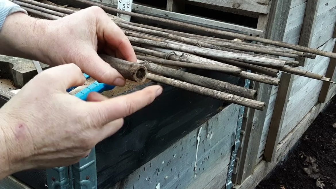 Garden Cane Maintenance & Storage