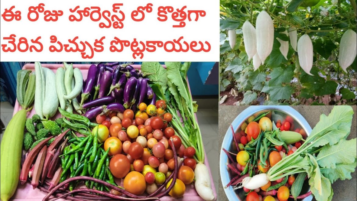 vegetable harvest |small snake gourd harvest |terrace gardening |Home maker strategy in Telugu