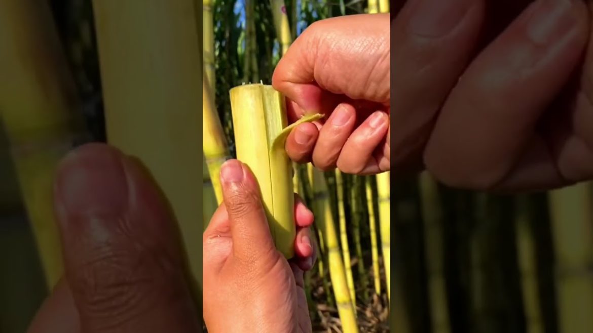 Harvest golden Sugarcane
