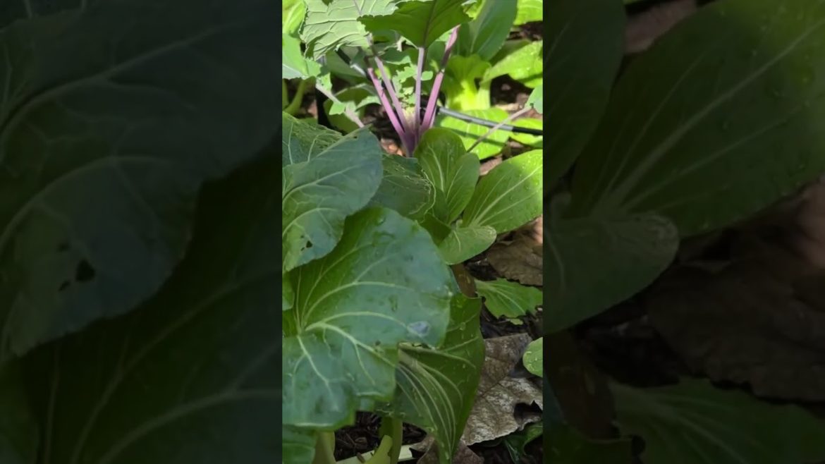 Raised Bed Winter Gardening 🌱 #shorts #shortvideo