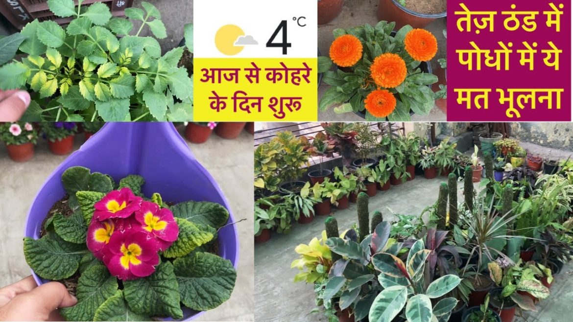 कोहरे के दिनों में पोधों का बुरा हाल होने से बचाये || January Garden Care Tips 2023 कोहरे के दिनों में पोधों का बुरा हाल होने से बचाये || January Garden Care Tips 2023