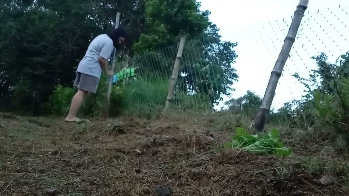 Planting okra || backyard garden #okra #garden