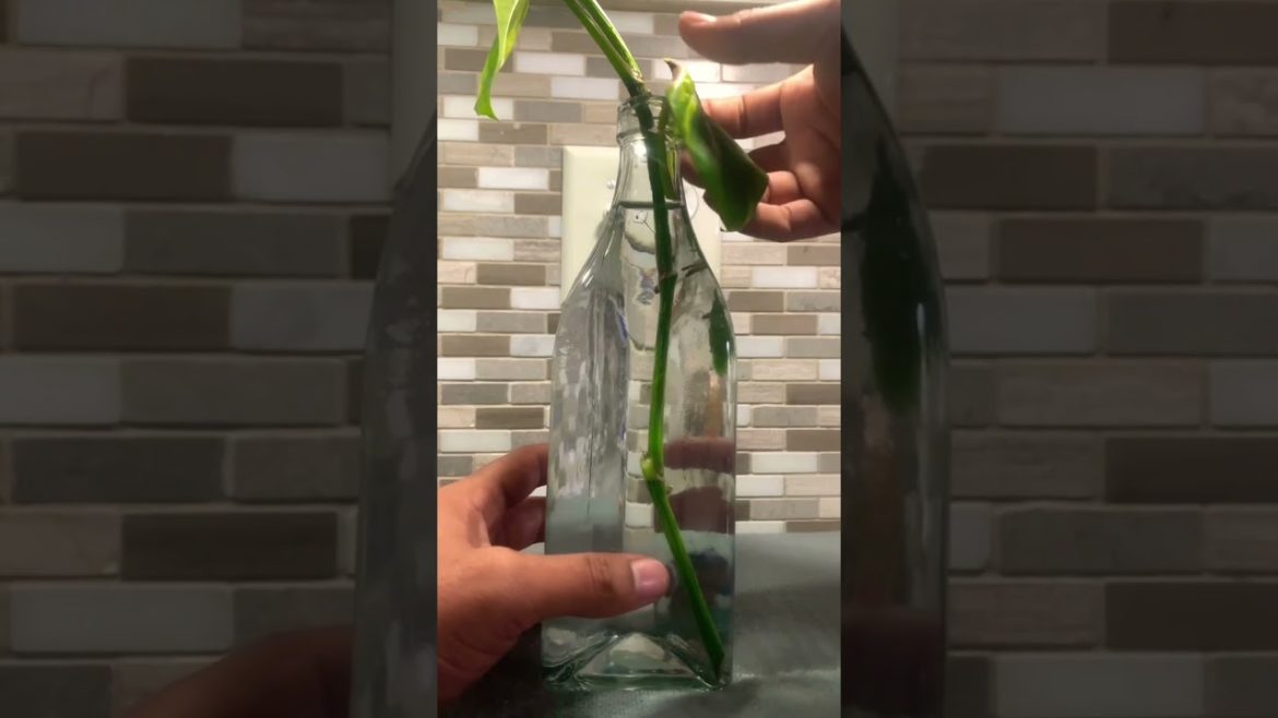 Really QUICK & EASY Pothos Propagation Tip #shorts #plants #gardening