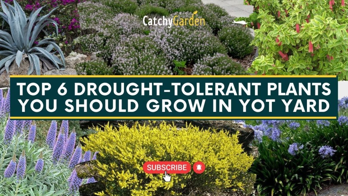 Top 6 Drought-Tolerant Plants You Should Grow in Your Yard ๐ต ๐พ// Gardening Tips Top 6 Drought-Tolerant Plants You Should Grow in Your Yard ๐ต ๐พ// Gardening Tips