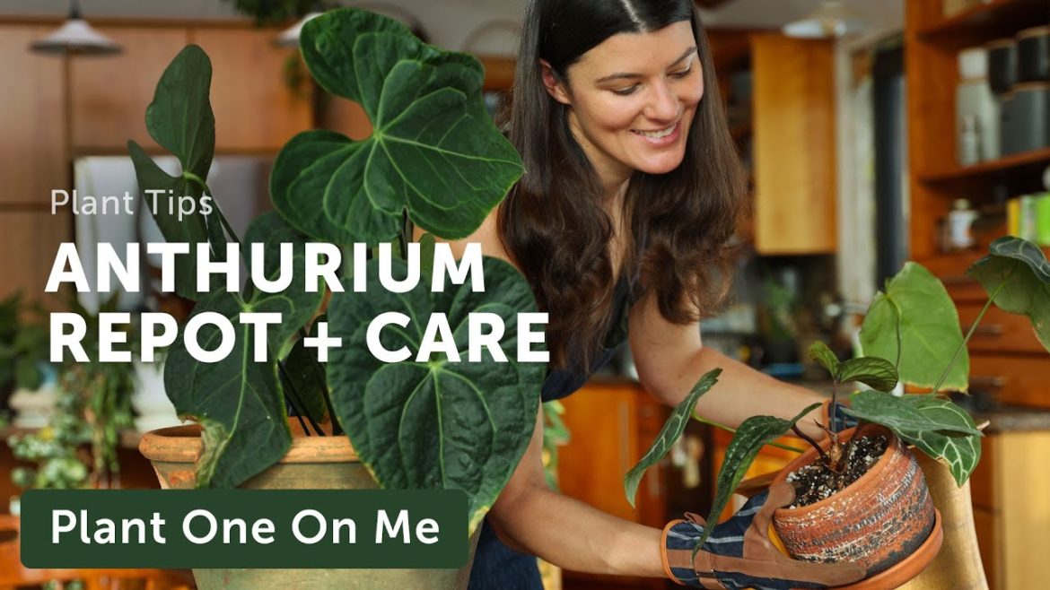 ANTHURIUM CARE & REPOT for New Home — Ep. 300