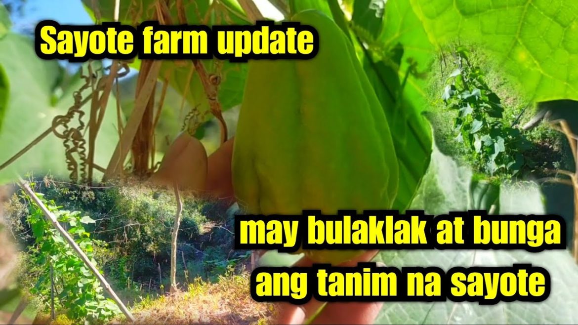 Sayote Farm Update | Produce flowers and fruits #gardeningtips #sayote #sayotefarm