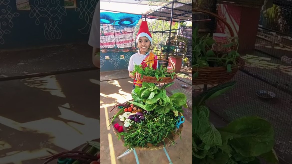 Organic Vegetables harvest From Container Pots #shorts Organic Vegetables harvest From Container Pots #shorts