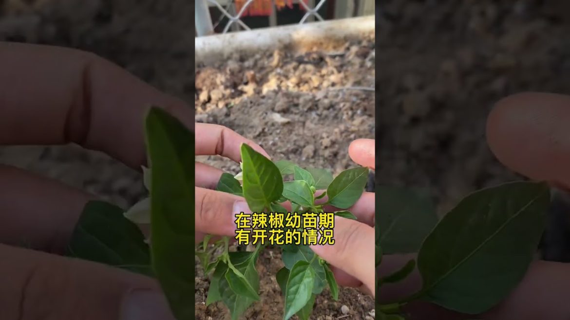 how to growing vegetable #natural #satisfying how to growing vegetable #natural #satisfying