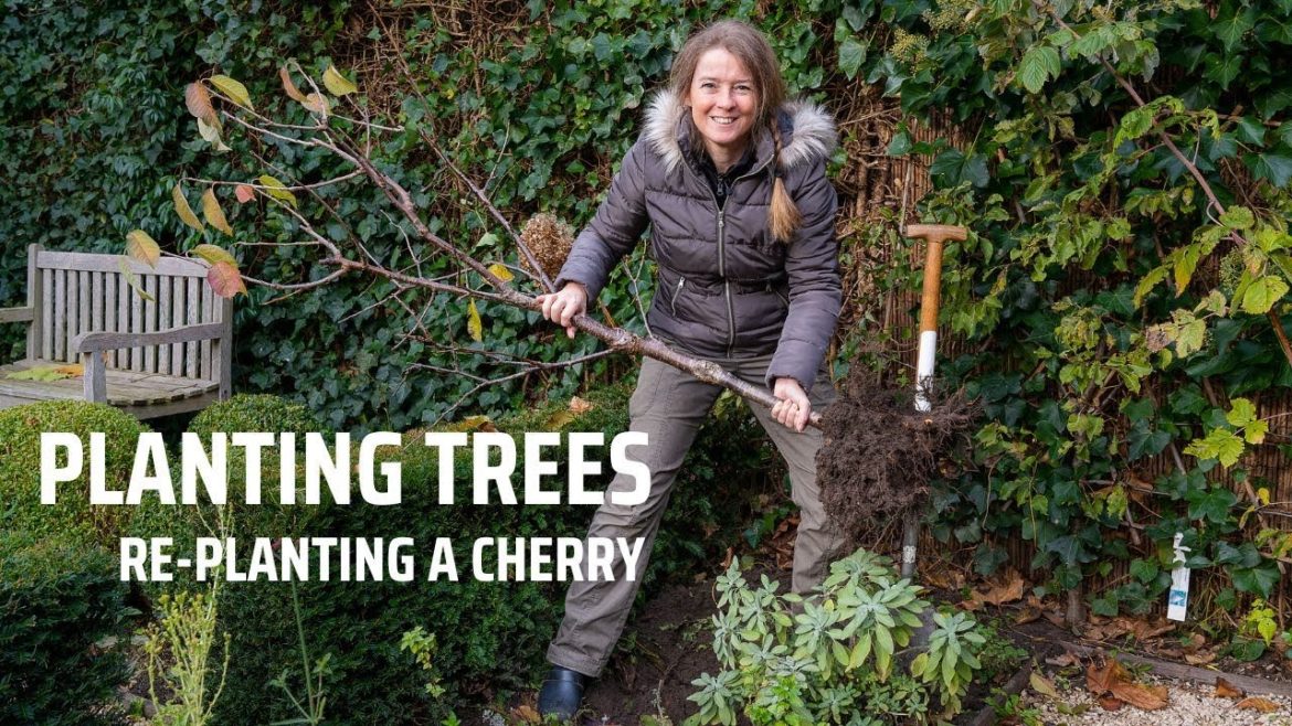 Planting trees in winter saves money. Re-plant a cherry tree in a pot. Reorganizing my vedge garden.
