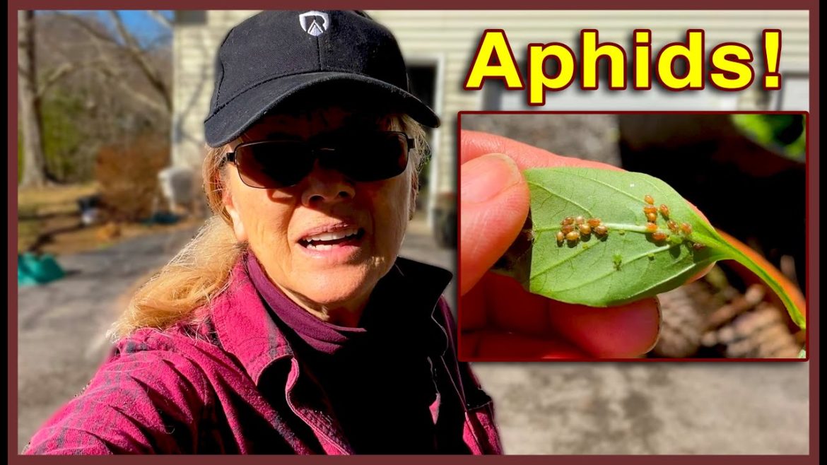 Kaye Kittrell: INFESTATION in the GREENHOUSE! INFESTATION in the GREENHOUSE!