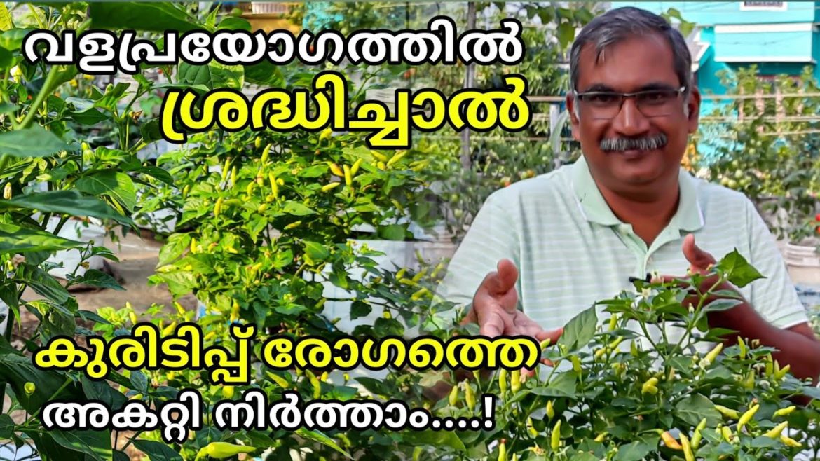 കുരുടിപ്പ് രോഗം വരാതെ മുളക് കൃഷി ചെയ്ത് കൂടുതൽ വിളവ് | How to Grow Chillies at Home| Fertilizer Tips കുരുടിപ്പ് രോഗം വരാതെ മുളക് കൃഷി ചെയ്ത് കൂടുതൽ വിളവ് | How to Grow Chillies at Home| Fertilizer Tips