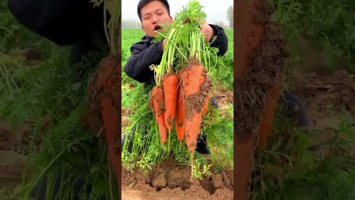 Carrot harvest