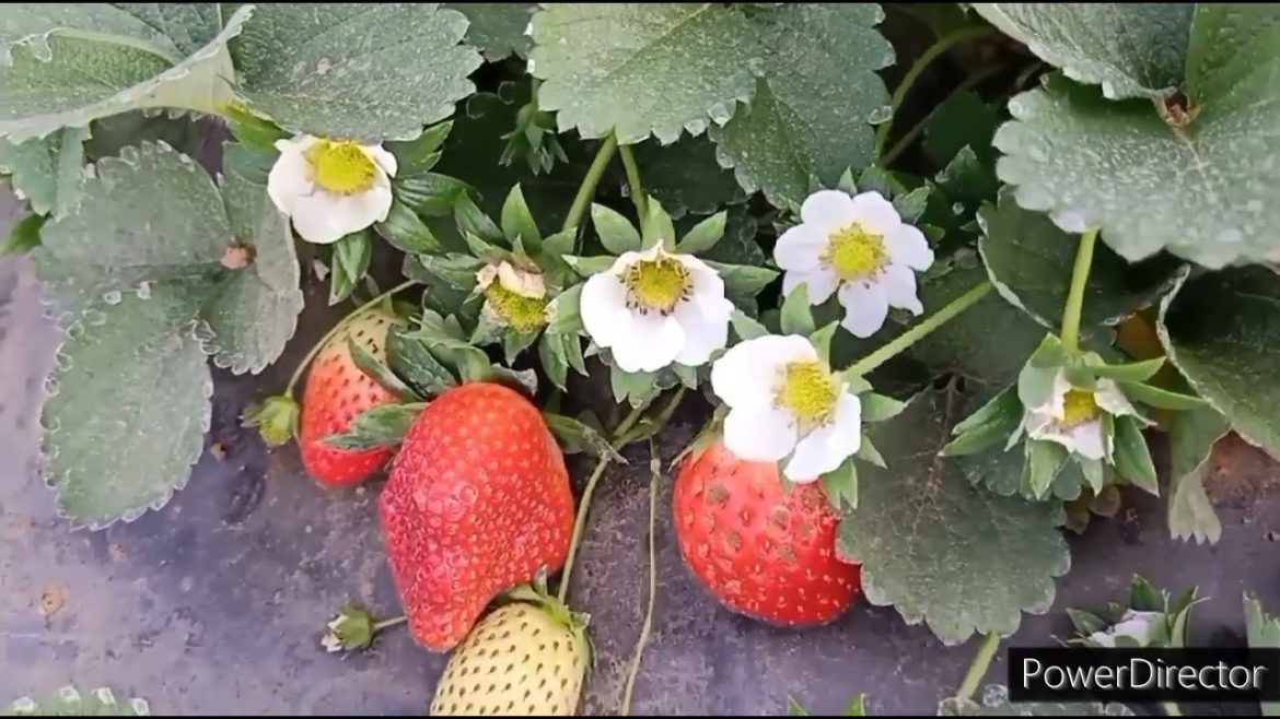 Strawberry Farm visit