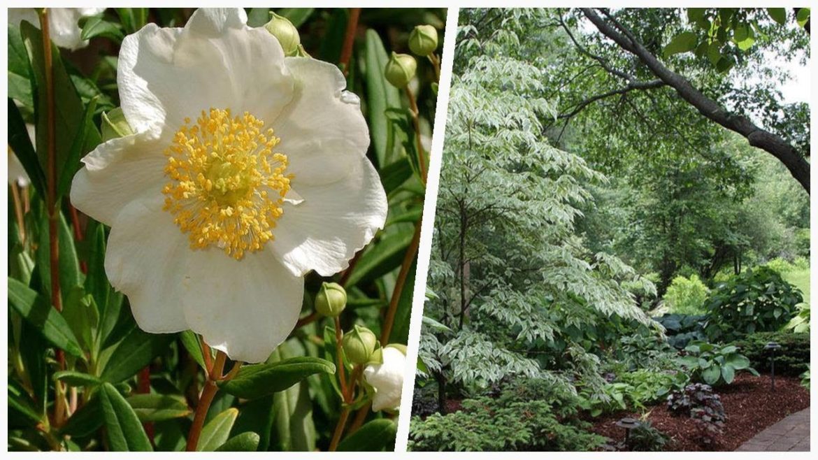 75 Beautiful Eclectic Backyard Landscaping Design Ideas #�1889 �