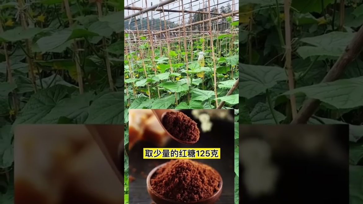 how to growth vegetable #natural how to growth vegetable #natural