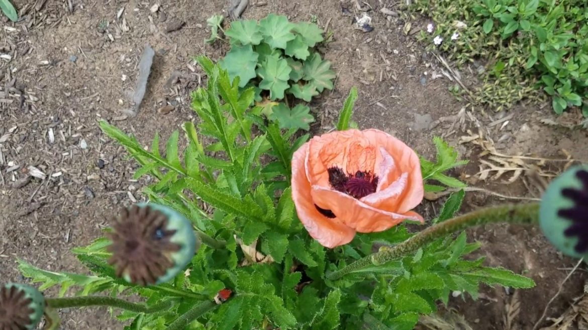 Front yard garden tour June 22