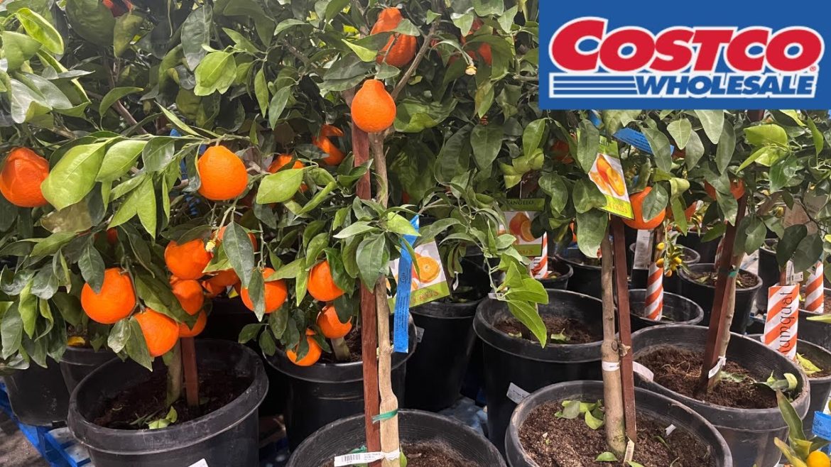 COSTCO FRUIT TREES, FLOWERS IN STORE WALKING COSTCO FRUIT TREES, FLOWERS IN STORE WALKING