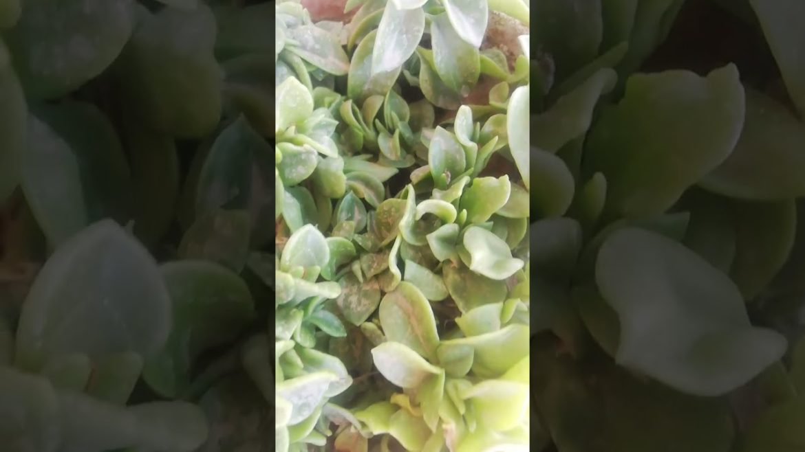 My Small Beautiful Home Garden Raining In My Backyard EP - 660 #shorts #garden #babysunrose