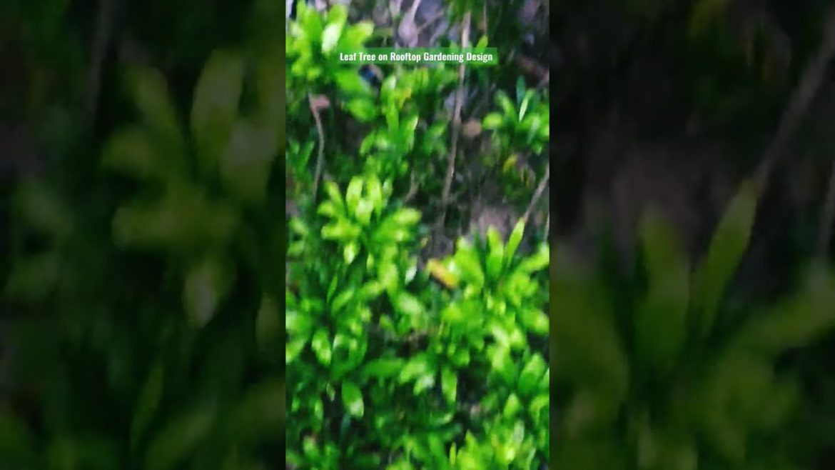 Leaf Tree on Rooftop Gardening Design.#viral #viralvideo #gardening #roof #shorts .