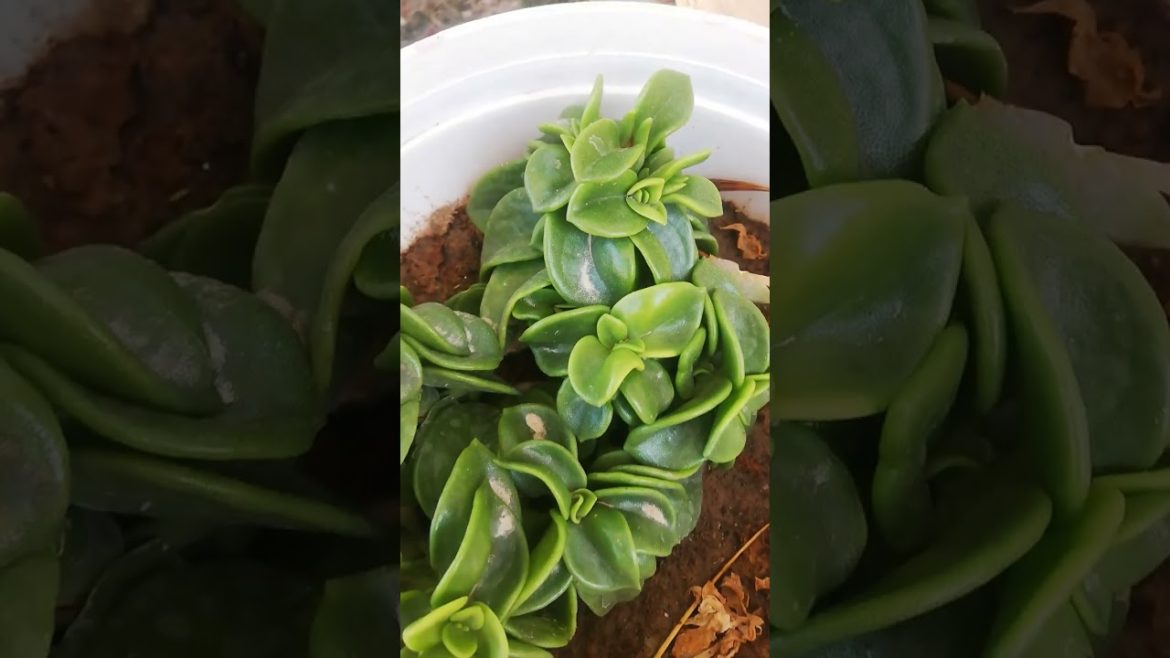 My Small Beautiful Home Garden baby sun rose home Raining In Backyard #shorts #garden #babysunrose