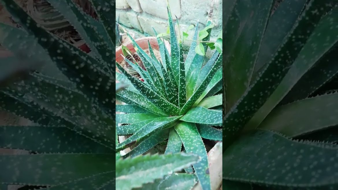 My Small Beautiful Home Garden Raining In My Backyard EP - 629 #shorts #garden