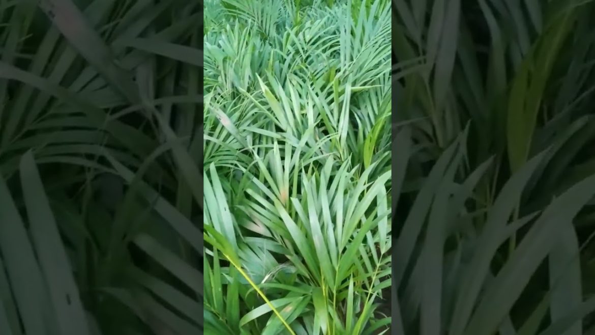 Garden video-5@sk trends and vlogs 