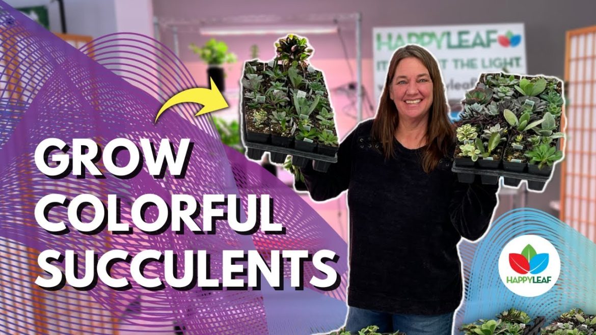 The Succulent Experiment | Get Colorful Succulents Gardening INSIDE |  #gardeningtips