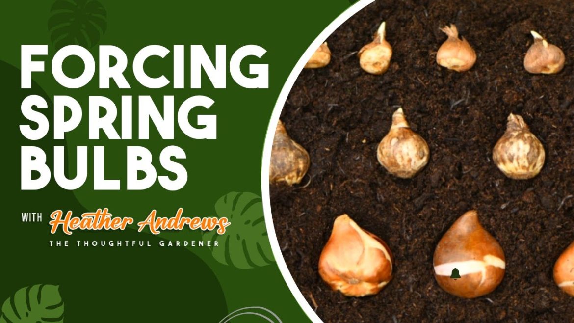 How to Plant Spring Flower Bulbs for Beginners 🌷 How to Plant Spring Flower Bulbs for Beginners 🌷