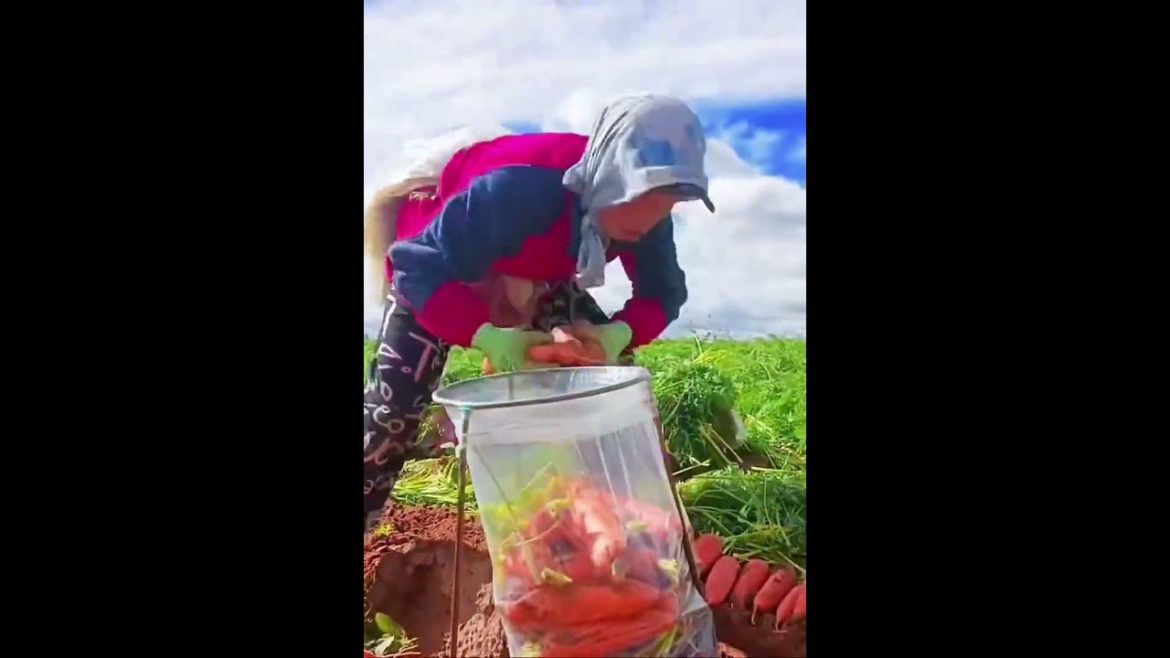 Smart work of Smart farmer Ingenious farming work, satisfying work Smart work of Smart farmer Ingenious farming work, satisfying work