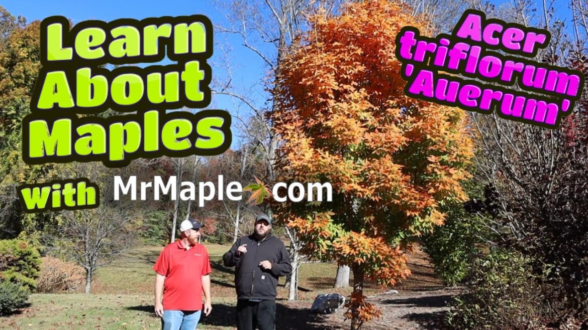 Acer triflorum 'Auerum' | The Collector's Corner