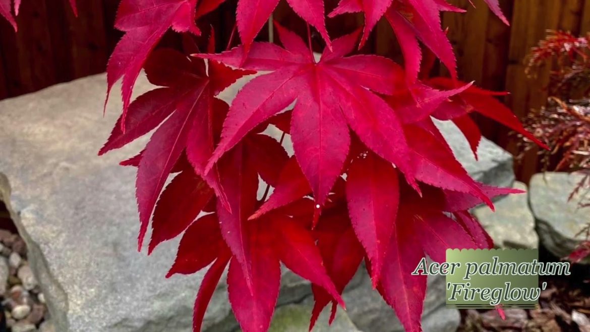 Acer palmatum 'Fireglow' | Excellent Bright Red Japanese Maple | MrMaple Clips 🍁 Acer palmatum 'Fireglow' | Excellent Bright Red Japanese Maple | MrMaple Clips 🍁