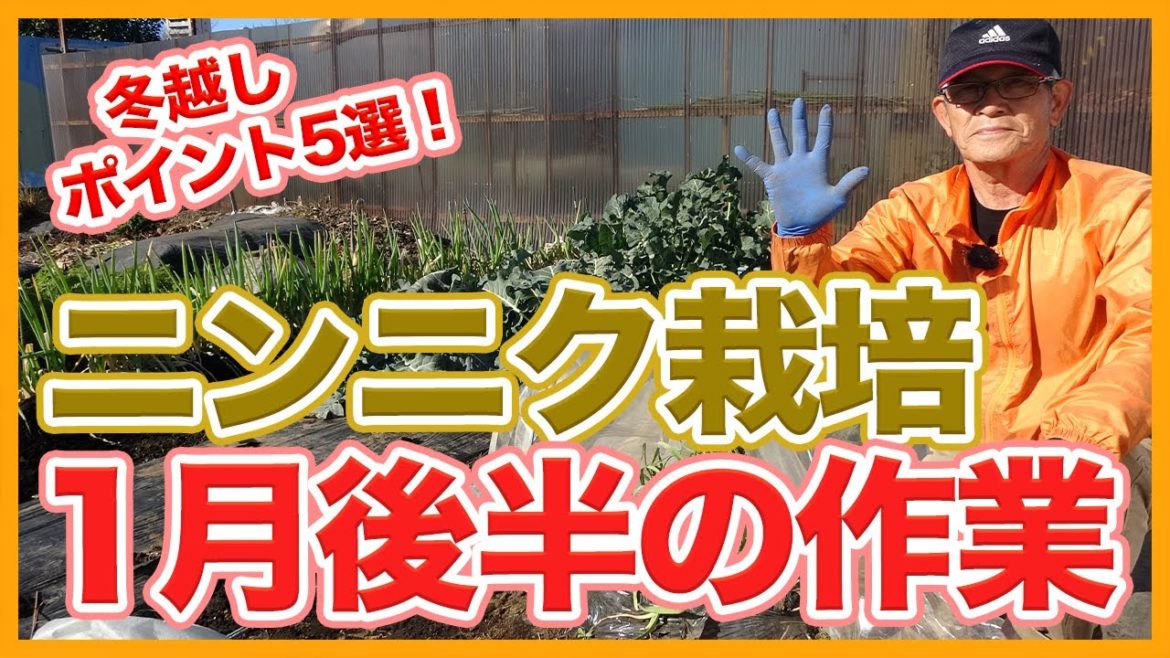 家庭菜園や農園のニンニク栽培で1月後半にやるべき作業5選!冬越し本番で大切なコツ!/Tips for growing garlic in January from a Japanese farmer. 家庭菜園や農園のニンニク栽培で1月後半にやるべき作業5選!冬越し本番で大切なコツ!/Tips for growing garlic in January from a Japanese farmer.