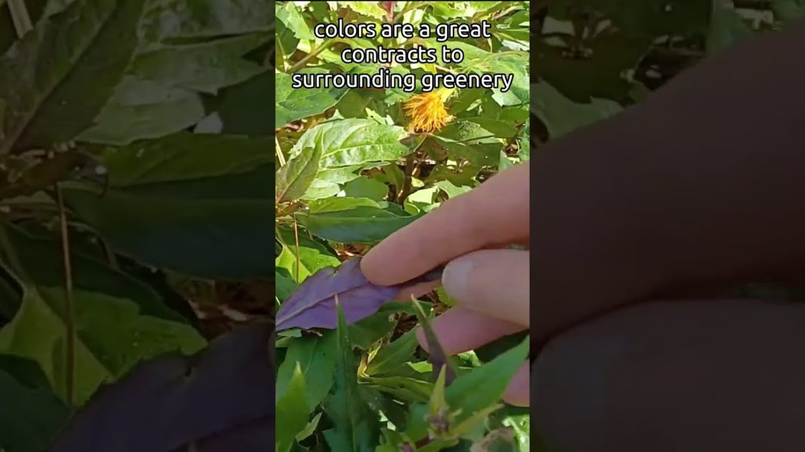 #shorts Add This Plant To Your Edible Landscape #2 of 9