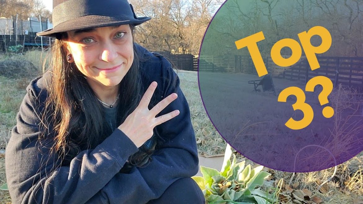 My Top 3 Plants for 2023 - North Texas Garden Dreaming