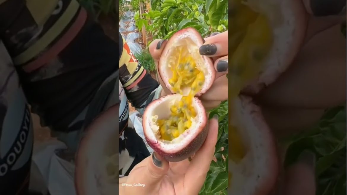 relaxing mood videos with sweet fruit in the garden#shorts #fruit #satisfying