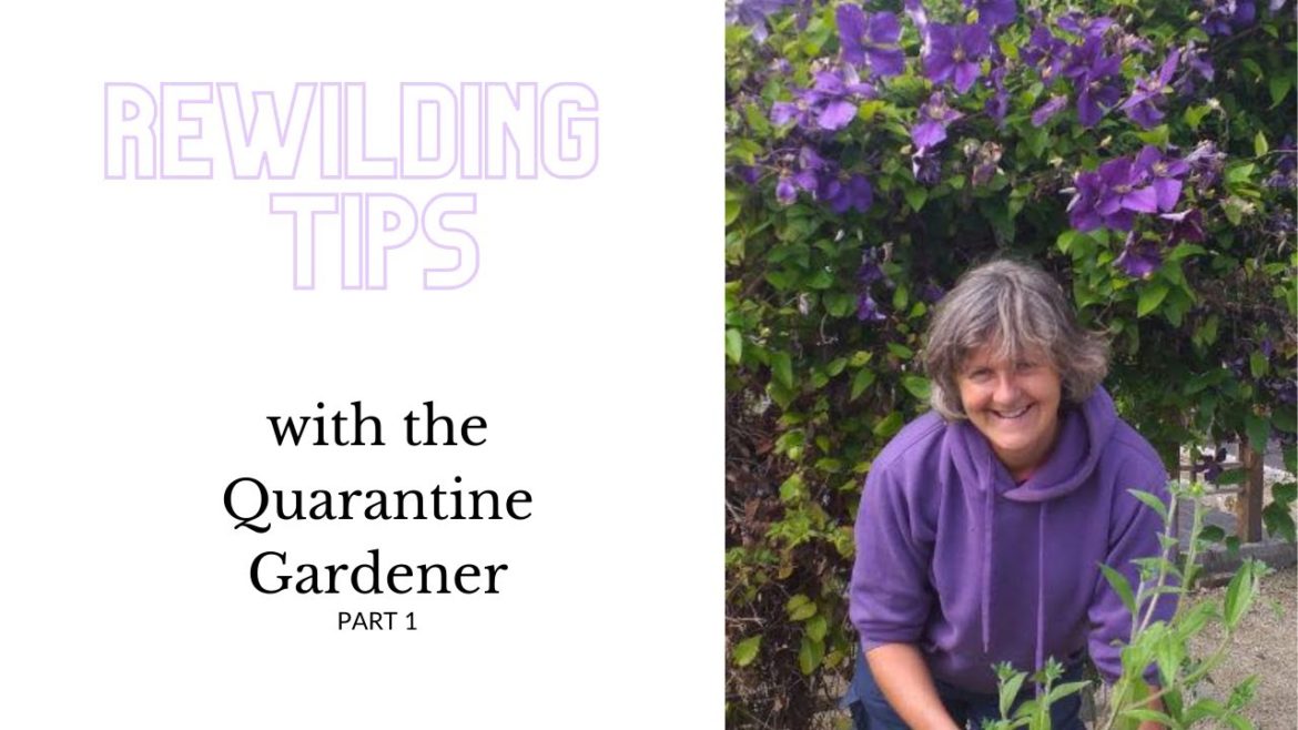 Rewilding tips with the Quarantine Gardener Rewilding tips with the Quarantine Gardener