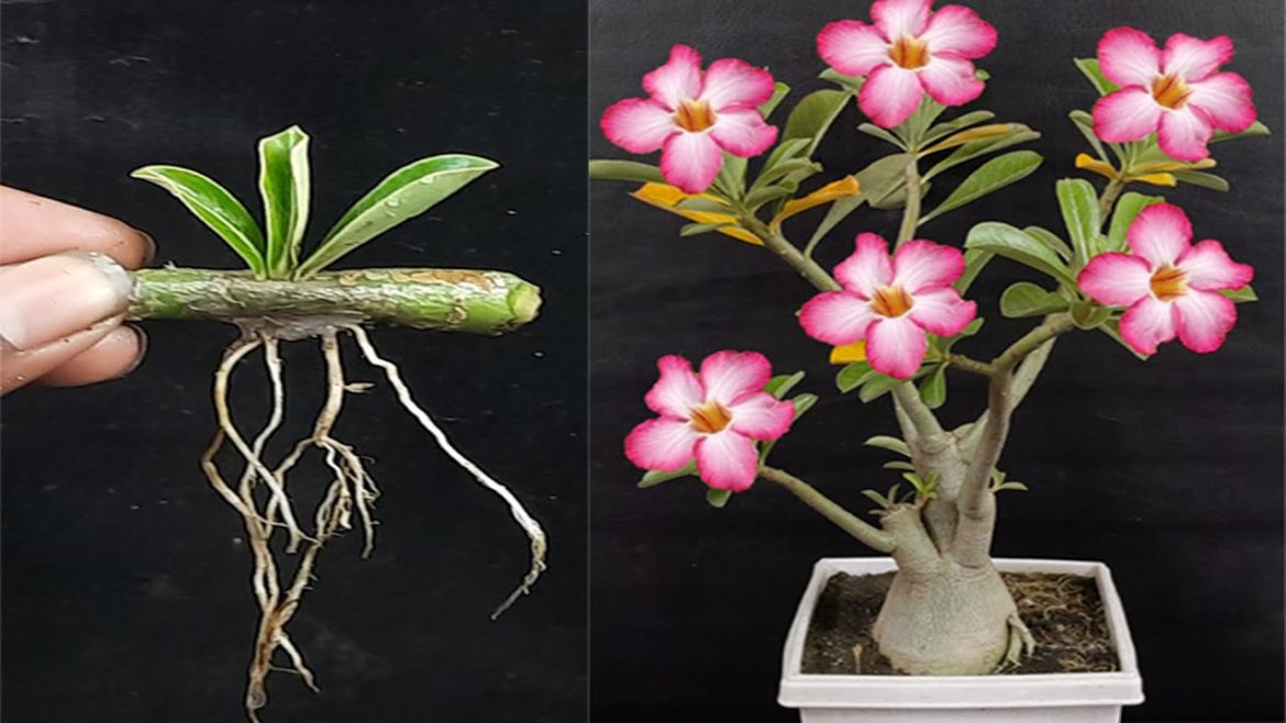 How to cut Adenium flowers with bananas // How to grow Adenium flower unique style // Adenium plant