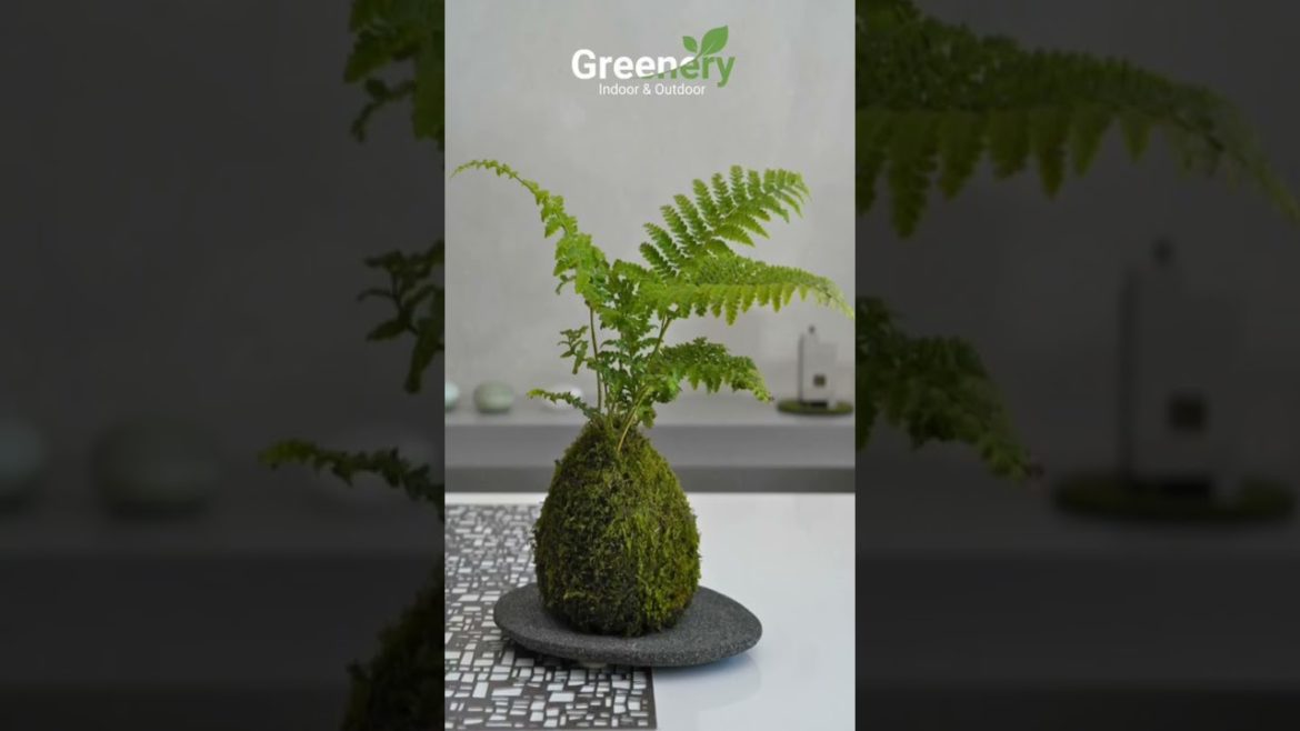Kokedama – Japanese Moss Ball #viral #shortvideo #trending #shorts #shortsvideo #short Kokedama - Japanese Moss Ball #viral #shortvideo #trending #shorts #shortsvideo #short