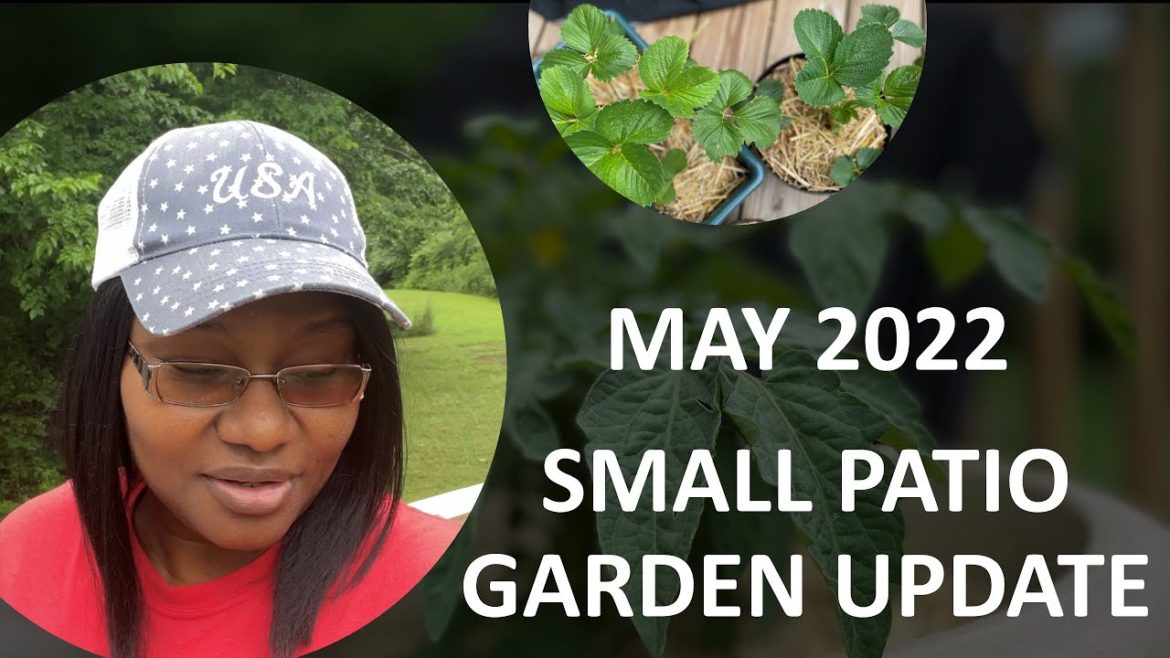 SMALL  CONTAINER GARDEN UPDATE MAY 2022