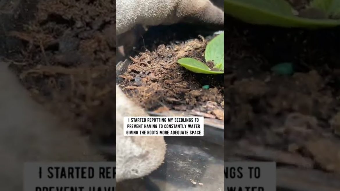 Green Zucchini🪴 | Episode_1 | Seedling | Container Garden🌱 #verdura #semilla #plants #shorts