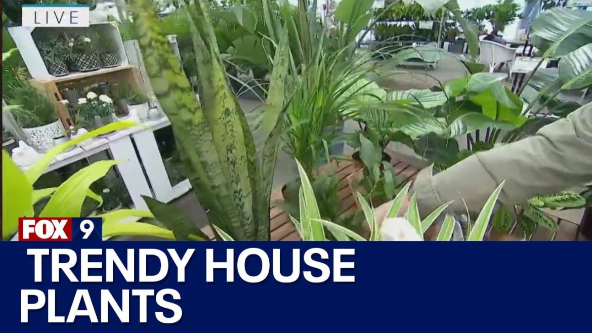 Trendy house plants to add to your home