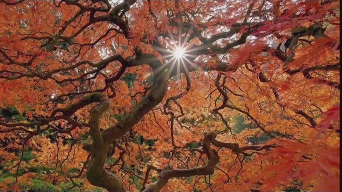 Kohr Explores: See the beautiful colors on display at the Japanese Garden Kohr Explores: See the beautiful colors on display at the Japanese Garden